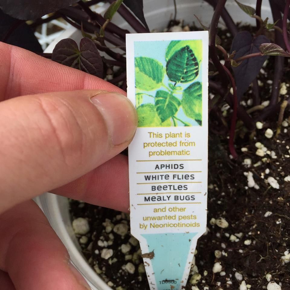 The Hummingbird Forum Neonicotinoids warning on plants starting to